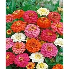 Zinnia Dwarf “Thumbelina” Seeds ~ Flower Seeds ~ Plants ~ Garden ~ Grow Your Own ~ Spring Flowers ~ Instead of Flowers ~ Flowers