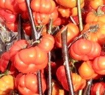 Rare Ornamental ‘Pumpkin On A Stick’ Seeds ~ Grow Your Own ~ Autumn ~ Halloween ~ Fairytale ~ Fall ~ Season ~ Dried Flowers ~ Bouquet