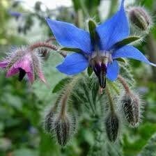 Blue Borage Seeds ~ Starflower ~ Plants ~ Garden ~ Grow Your Own ~ Spring Flowers ~ Heirloom Seeds