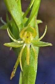 Habenaria Repens Seeds ~ Water-Spider Orchid ~ Orchids ~ Exotic ~ Pretty Flowers ~ Different ~ Orchid