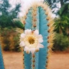 Pilosocereus Purpureus Seeds ~ Cactus ~ Rare ~ Blue ~ Cati ~ Cool Plants ~ Easy Care