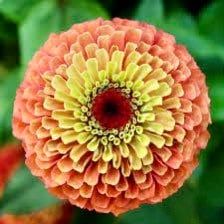 Zinnia “Queen Lime Orange” Seeds ~ Flower Seeds ~ Plants ~ Garden ~ Grow Your Own ~ Spring Flowers ~ Instead of Flowers ~ Flowers