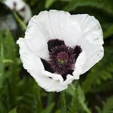 Poppy Checkers Seeds ~ Papaver Orientale Checkers ~ Cool Flowers ~ Unique ~ Heirloom ~ Bouquets ~ Fresh Cut Flowers ~ Cool ~ Neat Flowers