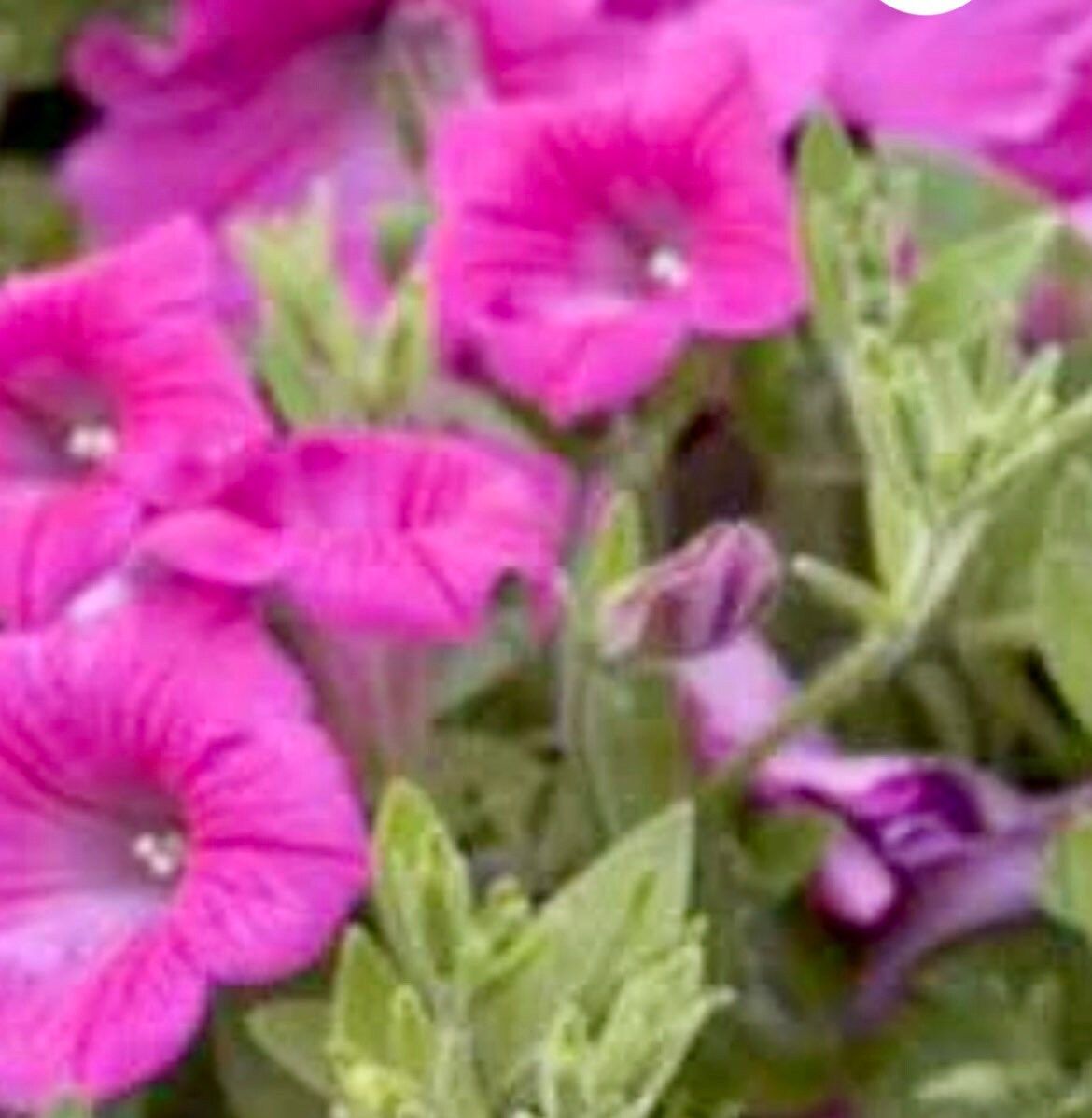 Petunia Rose of Heaven Seeds ~ Plants ~ Garden ~ Grow Your Own ~ Spring Flowers ~ Instead of Flowers ~ Flowers ~ Butterfly ~ Bees