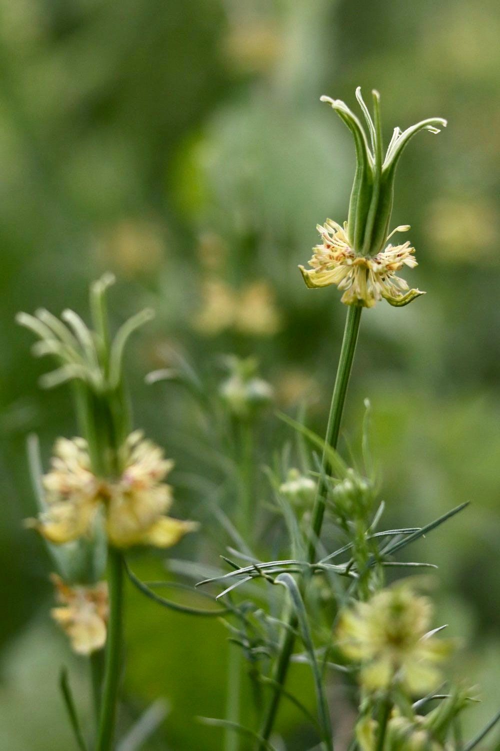 Orientalis Transformer Love-in-the-Mist ~ Spring Flowers ~ Spring Time ~ Bouquets ~ Fresh Flowers ~ Annuals