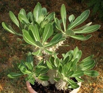 Pachypodium Denachypodium Seeds ~ Cactus ~ Rare ~ Blue ~ Cati ~ Cool Plants ~ Easy Care