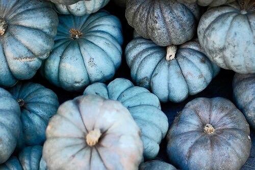 Rare Blue Spotted Pumpkin Seeds ~ Cucurbita ~ Autumn ~ Garden ~ Flower ~ Plant ~ Kids ~ Grow ~ Flowers