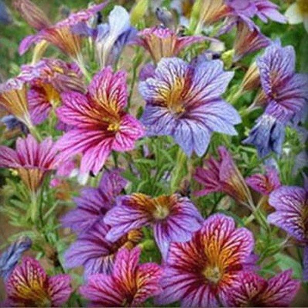 Salpiglossis Seeds ~ Painted Tongue ~ plants ~ Garden ~ Grow Your Own ~ Spring Flowers ~ Instead of Flowers ~ Flowers