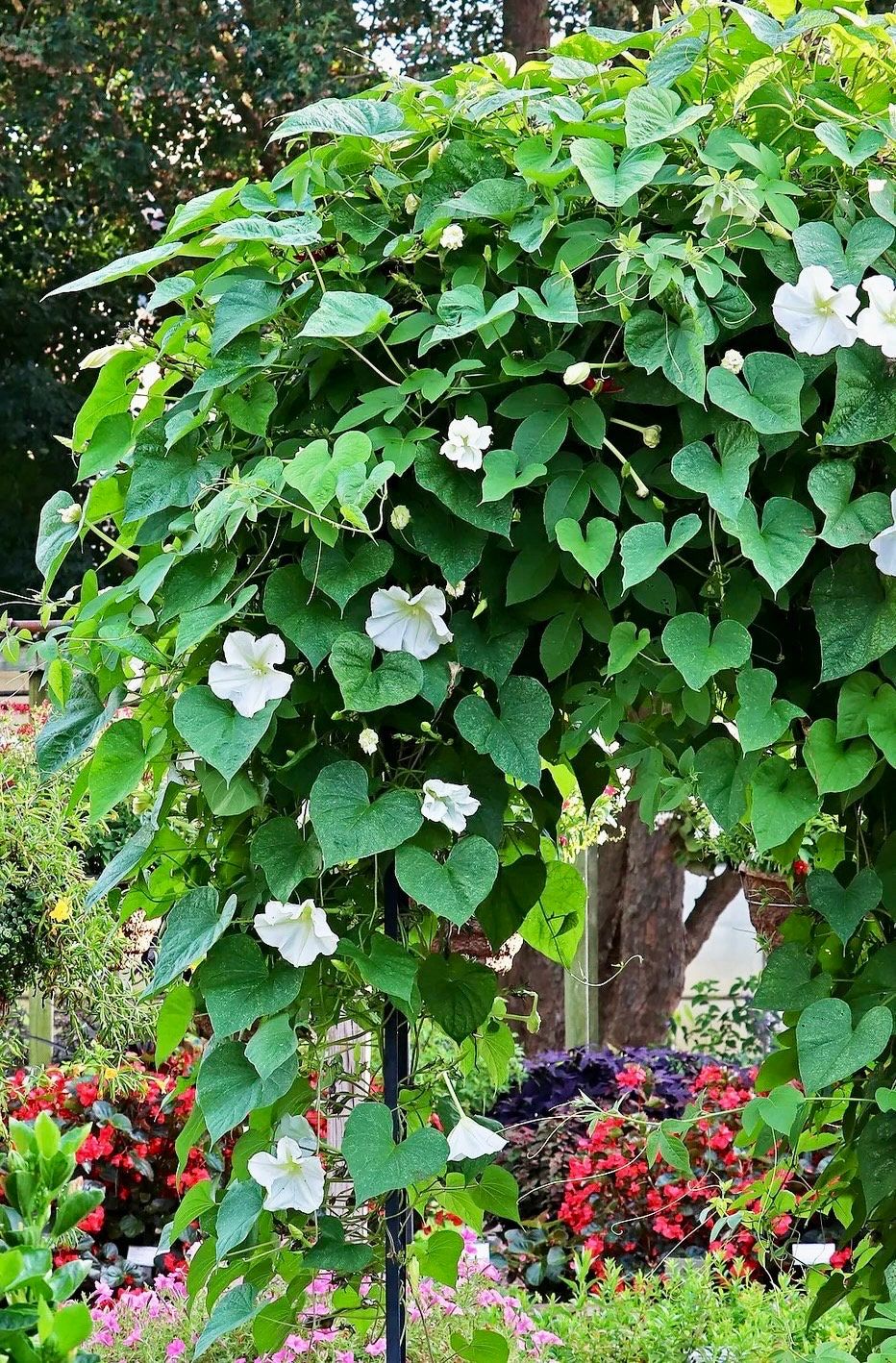 White Moon Vine Seeds ~ Moonflower ~ Ipomoea Alba ~ Tropical White ~ Morning Glory ~ Flowers ~ Pretty ~ Giant White Moonflower