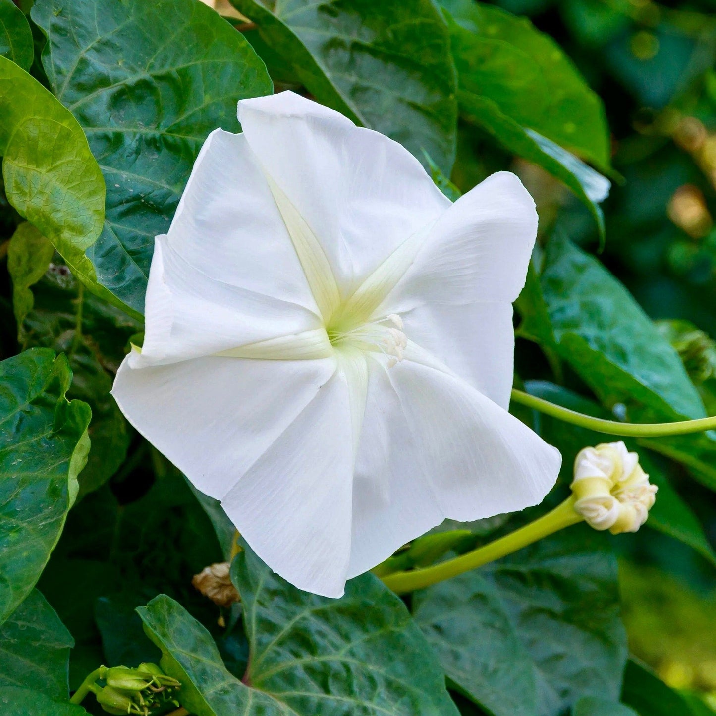 White Moon Vine Seeds ~ Moonflower ~ Ipomoea Alba ~ Tropical White ~ Morning Glory ~ Flowers ~ Pretty ~ Giant White Moonflower