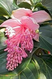 Pink Medinilla Magnifica Seeds ~ Rose Grape ~ Pink Lantern Plant ~ Chandelier Tree ~ Snowy Medinilla ~ Malaysian Orchid