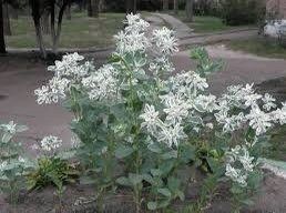 Euphorbia Marginata Seeds ~ Kilimanjaro ~ Rare Plants ~ Snow On The Mountain  ~ Spring Flowers ~ Instead of Flowers ~ Presents