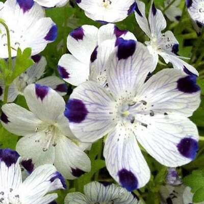 Fivespot Seeds ~ Nemophila Maculata ~  Grow Your Own ~ Spring Flowers ~ Instead