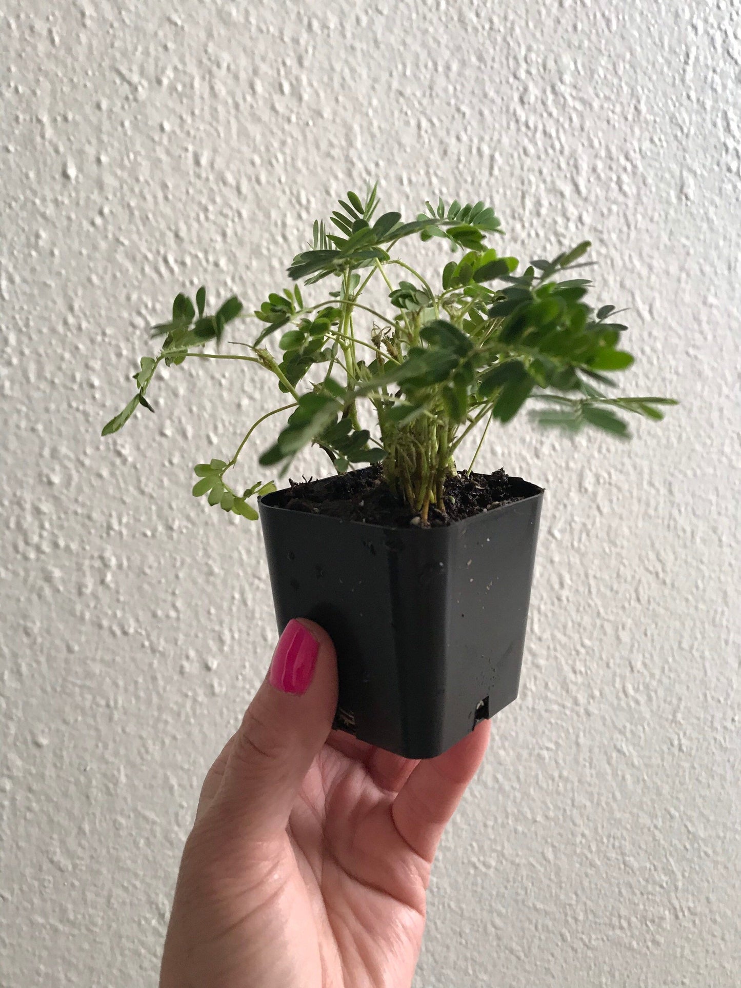 shy plant seeds Sensitive Plant Seeds~RARE Mimosa Pudica Plant~Touch-Me-Not~Sleepy Pla – Your Plant Bitch