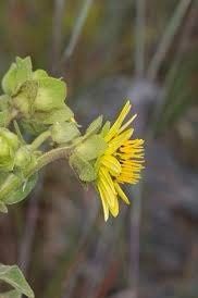 Silphium Glutinosum Seeds ~ Sticky Rosinweed ~ Unique and Rare