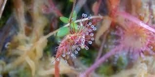 Drosera Intermedia Seeds ~ Spoonleaf Sundews ~ Carnivorous ~ Bug Eating ~ Oblong-leaved Sundew ~ Carnivore