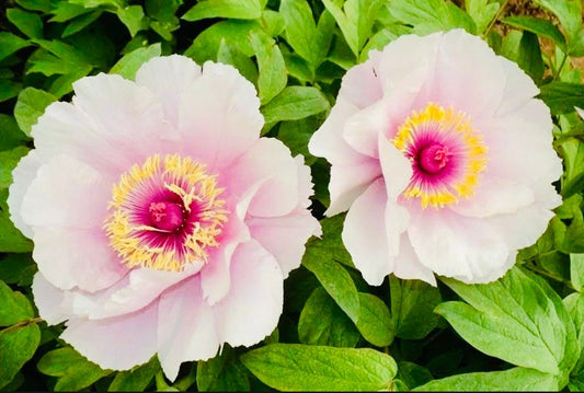 Mixed Colored Peony Flower Seeds ~ Mixed Colors Flowers ~ Cool Flowers ~ Rare ~ Heirloom Seeds