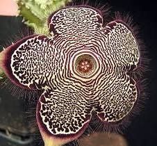 Edithcolea Grandis Seeds ~ Persian Carpet Flower ~ Succulents ~ Cool Plants ~ Easy Care