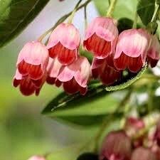 Japanese Furin Seeds ~ Tsutsuji Enkianthus Campanulatus ~ Bell ~ Grow Your Own ~ Spring ~ Houseplants ~ Gift Ideas ~ Beautiful Flowers