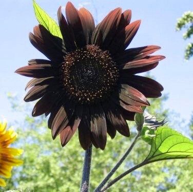 Rare ‘Black Beauty’ Sunflower Seeds ~ Helianthus Annuus ~ Pretty Flowers ~ Garden ~ Fall ~ Heirloom Seeds ~ Autumn ~ Huge