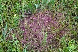 Purple Love Grass Seeds ~ Eragrostis Spectabilis ~ Unusual ~ Garden ~ Dried Flowers ~ Boho ~ Bouquets