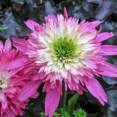 Double Pink and Green Coneflower Seeds ~ Echinacea Hybrid ~ Perennial ~ Flowering Plant ~ Unusual Flowers ~ Flower ~ Growing Flowers