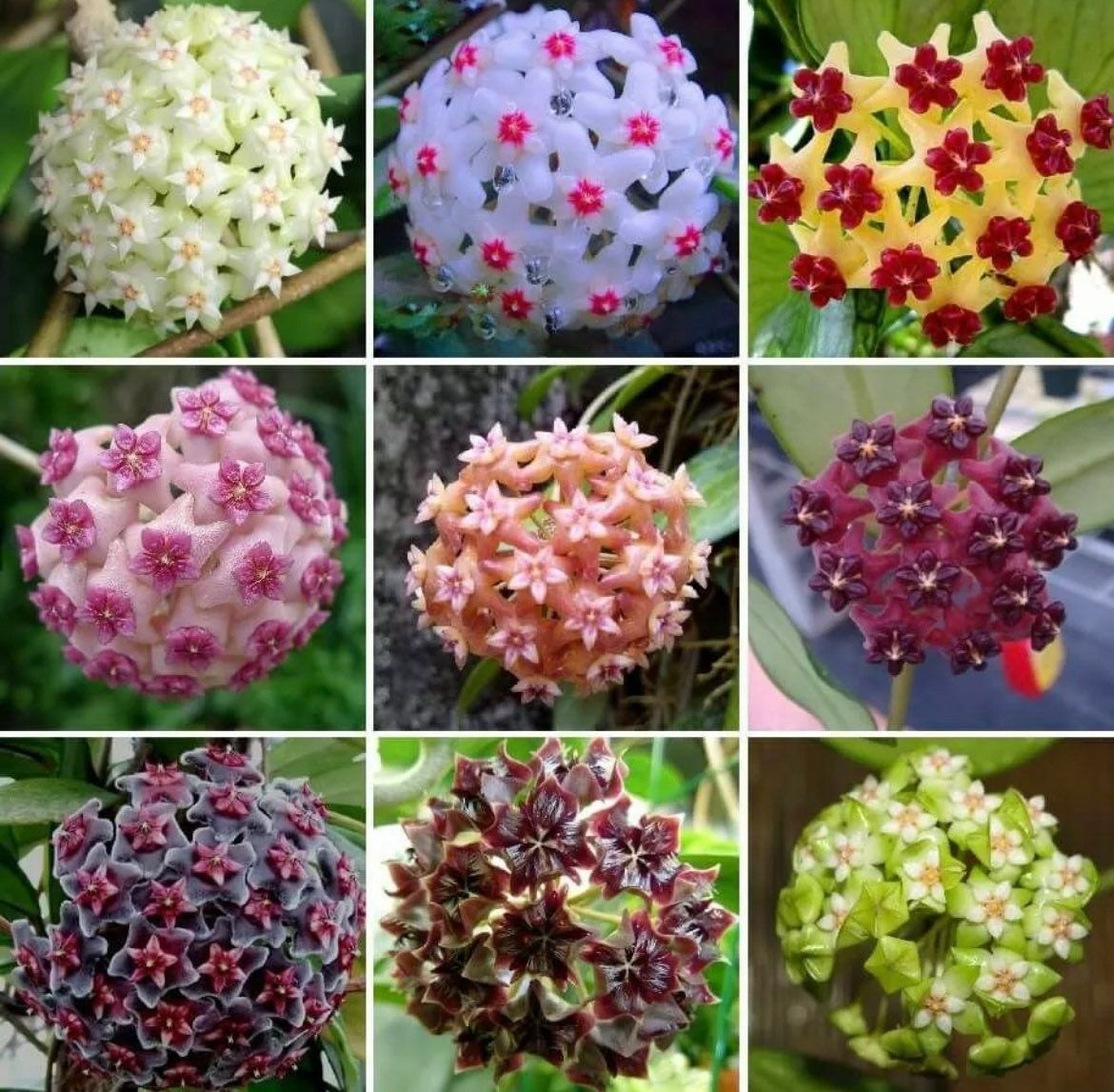 Mixed Hoya Variety Seeds