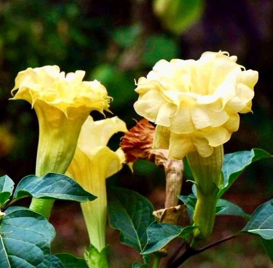 Double Datura Golden Queen Seeds ~ Devil’s Trumpet ~ Datura Metel ~Datura Golden Queen ~ Chlorantha ~ Moonflower