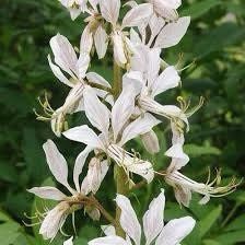 Gas Plant Seeds ~ Dictamnus Albus ~ Mixed Colors ~ Flowers ~ Garden ~ Plants