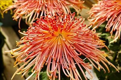 Japanese Spider Chrysanthemums Seeds ~ Garden ~ Pretty Flowers ~ Japan ~ Exotic