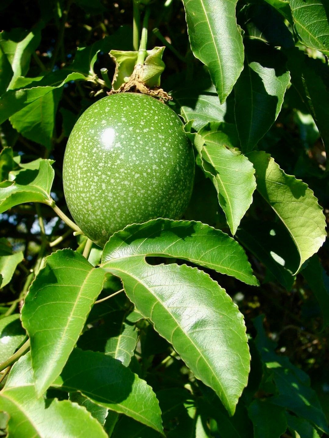 Purple Granadilla Seeds ~ Passionfruit ~ Maypop ~ Passionflower ~ True Passionflower ~ Wild Apricot ~ Wild Passion Vine