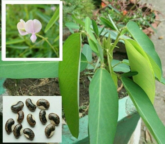 Dancing Telegraph Plant Seeds~Dancing Tree~Dancing Grass~Dancing Plant~Codariocalyx Motorius~Semaphore~Telegraph Plant