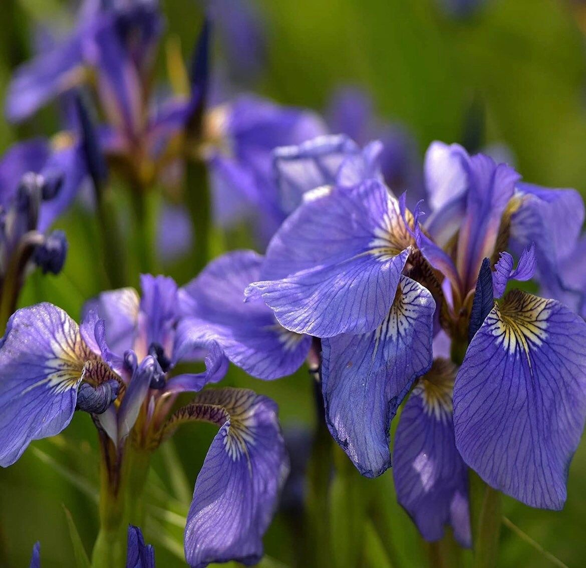 Iris Setosa Nana Seeds ~ Iris ~ Garden ~ Grow Your Own ~ Spring Flowers ~ Instead of Flowers ~ Beautiful ~ Spring ~ Flowers ~ Grow ~ Garden