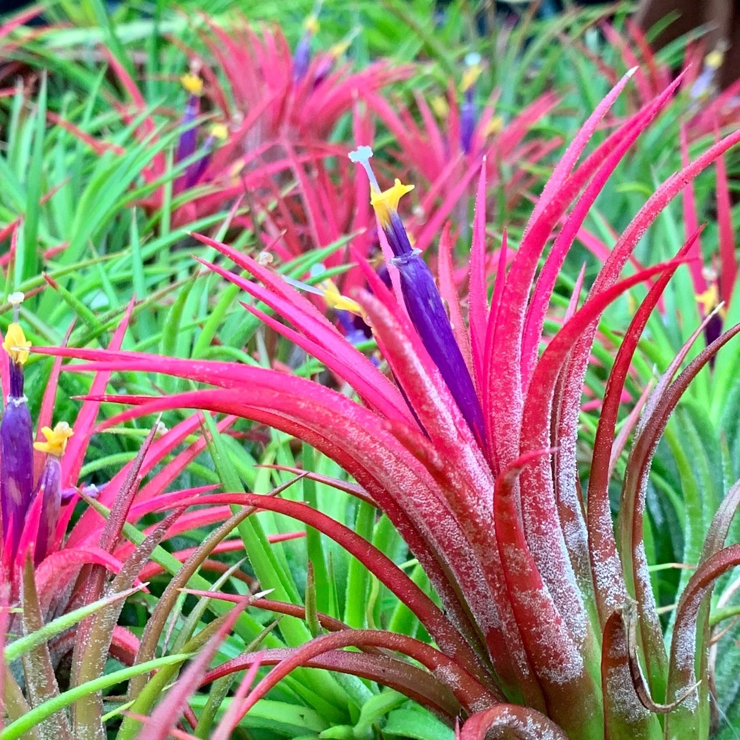 red air plants Air Plant Tillandsia Lonantha Seeds ~ Sky Plant ~ Shy Plant ~ Cool Pla – Your Plant Bitch