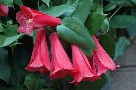 Lapageria Rosea Vine Seeds ~ Chilean Bellflower ~ Rare ~ Grow Your Own ~ Spring Flowers ~