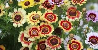 Mix Painted Daisy Seeds ~ Tanacetum Coccineum ~ Chrysanthemum Coccineum ~ Bouquets ~ Spring ~ Gardeners ~ Flowers