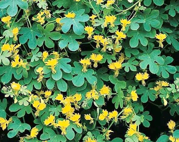 Yellow Canary Bird Vine Seeds ~ Tropaeolum Peregrinum ~ Canary Creeper ~ Canary Bird Flower ~ Edible Flowers ~ Bird Lovers ~ Exotic ~ Unique