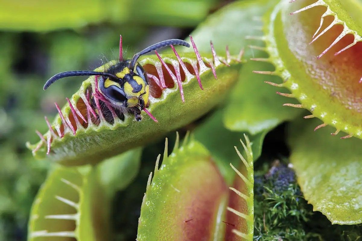 Venus Flytrap Starter Grow Kits~Carnivorous Plants~Science Projects~Grow Your Very Own~Carnivore ~Stocking Stuffers~Holiday Gift Ideas