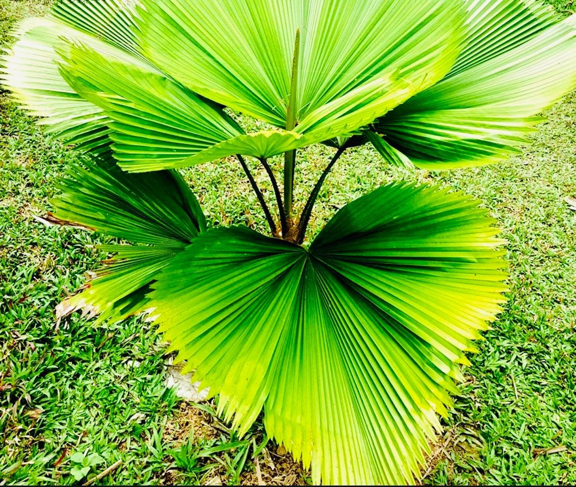 heart of palm plant Licuala Cordata Seeds ~ Heart-shaped Fan Palm ~ Grow Your Own ~ Spring – Your Plant Bitch