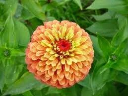 Zinnia “Queen Lime Orange” Seeds ~ Flower Seeds ~ Plants ~ Garden ~ Grow Your Own ~ Spring Flowers ~ Instead of Flowers ~ Flowers