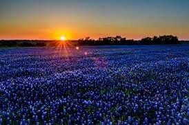 Texas Bluebonnet Seeds ~ Cool Flowers ~ Rare ~ Heirloom Seeds ~ Garden ~ Green Thumb ~ Blue Flowers ~ Plant ~ Flowers ~ Planting ~ Pretty