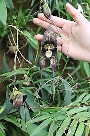 Black Dracula Orchid Seeds ~  Dracula Benedictii ~ Exotic ~ Vampire ~ Black