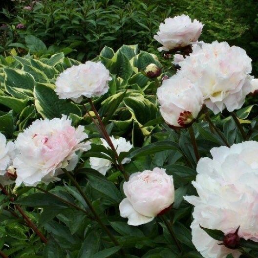 peony flower seed Cream Peony Flower Seeds ~ Gifts ~ Flowers ~ Bouquets ~ Wedding Flower – Your Plant Bitch
