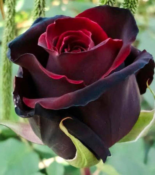 Red and Black Rose Seeds ~ Flower Beautiful ~ Rare ~ Exotic ~ Home Garden Plant Seeds ~ Gifts ~ Grow Your Own ~ Spring Flowers