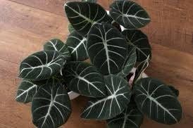 Black Velvet Elephant Ear ~ Giant Taro ~ Alocasia Reginula ~ Alocasia Black Velvet ~ Little Queen Alocasia Indoor Plants ~ Live House Plant