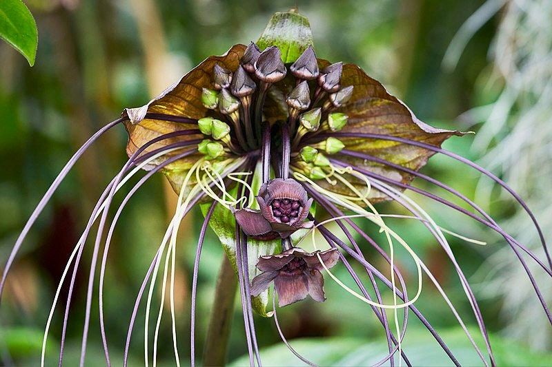 Rare Black Tacca Chantrieri Seeds ~ Black Bat Flower ~ Black Lily ~ Bat ~ Devil’s Flower ~ Exotic Flower ~ Unusual Flowers