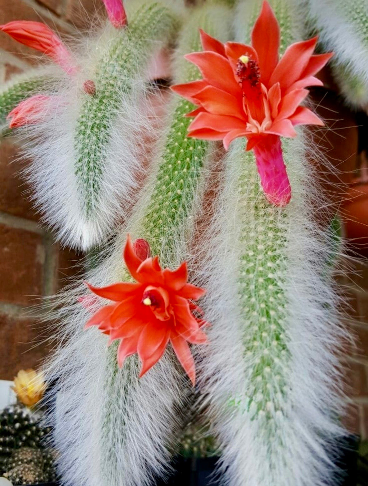 cactus flower seeds Monkey Tail Cactus Seeds ~ Cacti ~ Grow Your Own ~ Spring Flowers ~ In – Your Plant Bitch