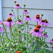 Bright Purple Coneflower Seeds ~ Echinacea Hybrid ~ Flowering Plant ~ Unusual Flowers ~ Flower ~ Growing Flowers ~ Garden ~ Plant