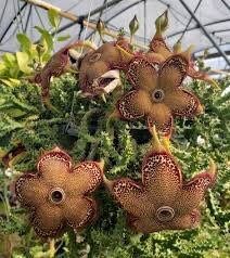 Edithcolea Grandis Seeds ~ Persian Carpet Flower ~ Succulents ~ Cool Plants ~ Easy Care