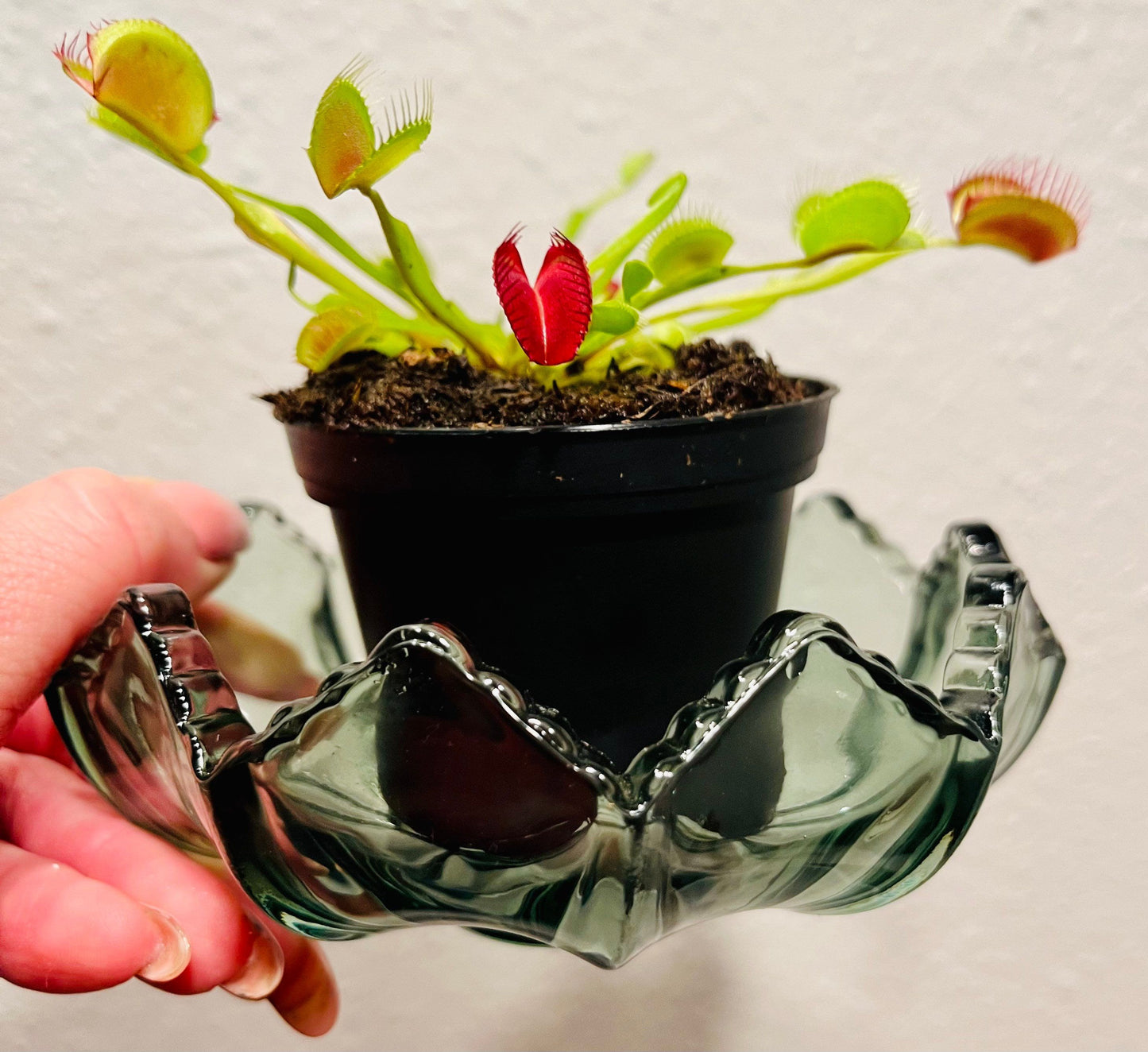 Venus Flytrap with Flower Vase ~ Dionaea Muscipula ~ Carnivorous Plants ~ Carnivore ~ Houseplant